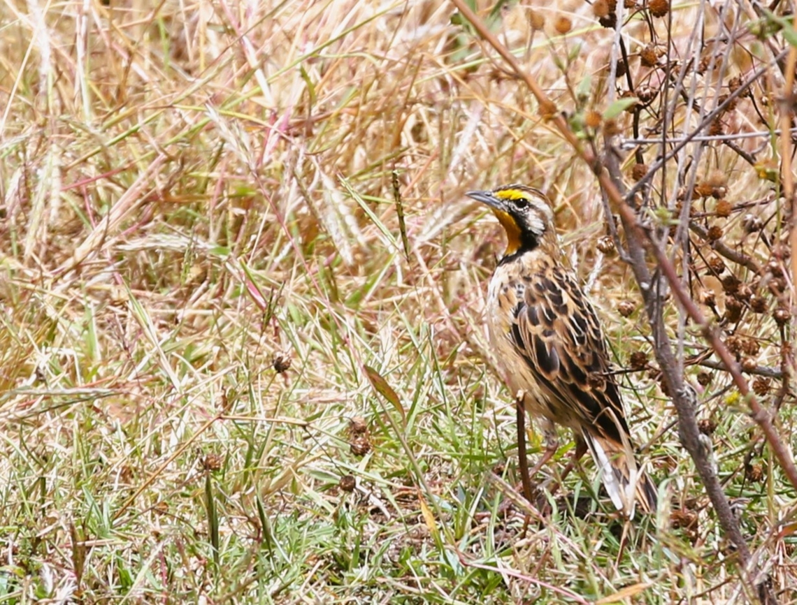 Abyssinian Longclaw One of the Ethiopian endemics, this one seen on the Sulutu Plain, north of Addis Ababa "en route" to Debre Libanos.  It was wonderful to see this endemic early in our trip although unfortunately, this was our only move north of Addis Ababa as our planned trip was changed as we followed FCO and our local travel company's advice about safety and so returned from Debre Libanos to Addis the next day. Abyssinian longclaw,Macronyx flavicollis,Sulutu Plain