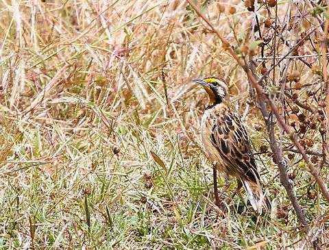 Abyssinian Longclaw One of the Ethiopian endemics, this one seen on the Sulutu Plain, north of Addis Ababa "en route" to Debre Libanos.  It was wonderful to see this endemic early in our trip although unfortunately, this was our only move north of Addis Ababa as our planned trip was changed as we followed FCO and our local travel company's advice about safety and so returned from Debre Libanos to Addis the next day. Abyssinian longclaw,Macronyx flavicollis,Sulutu Plain