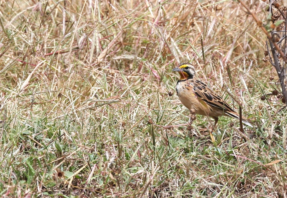 Abyssinian Longclaw on the Sulutu Plain Abyssinian Longclaw emerging from behind a small shrub on the Sulutu Plain. Abyssinian longclaw,Macronyx flavicollis,Sulutu Plain