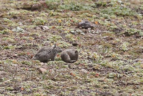 2 Blick's Grass-rats on the Sanetti Plain, Bale Mountains A pair of these Grass-rats, a major food source for the Ethiopian Wolf on this beautiful and stark plain at over 4,000 metres. Arvicanthis blicki,Bale Mountains,Blicks grass rat,Sanetti Plain