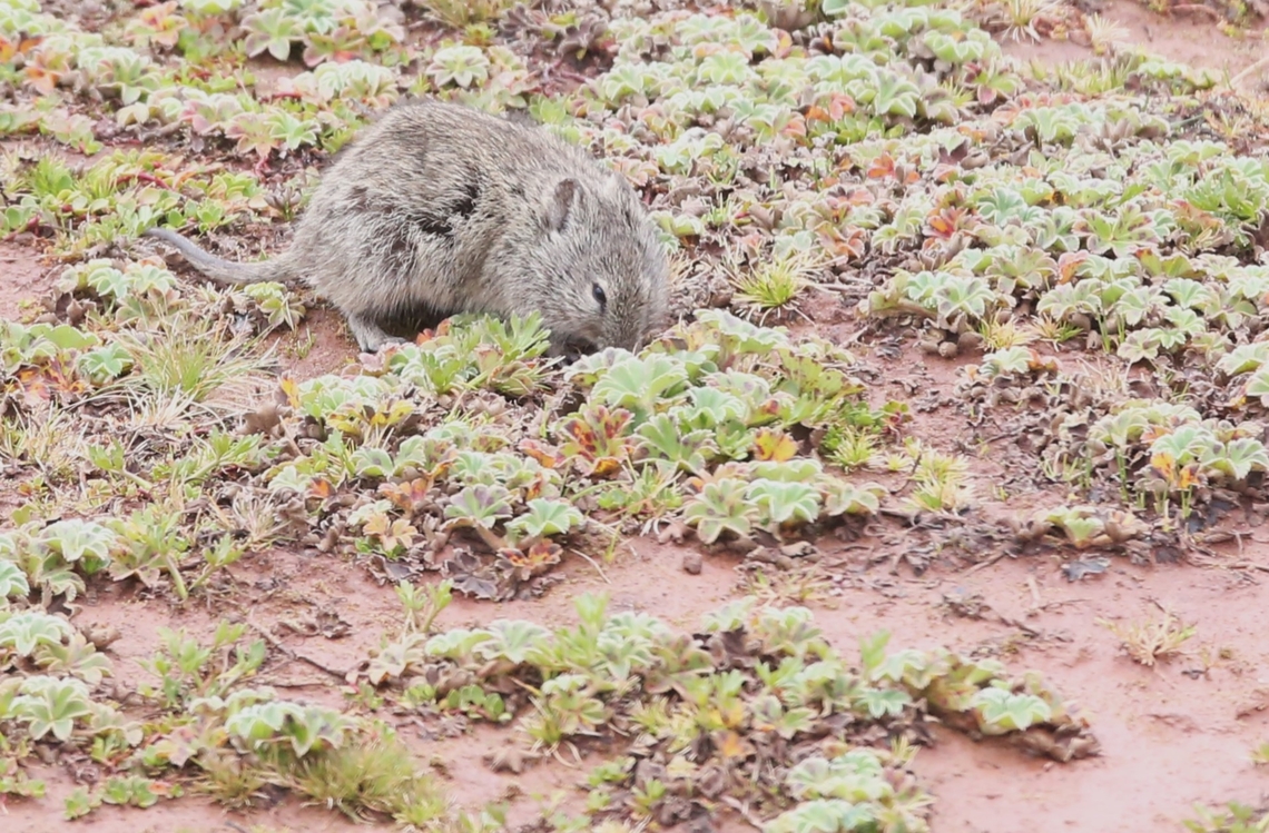 Blicks Grass-rat This Ethiopian endemic is abundant on the Sanetti Plain but its survival is adjudged to be threatened because of habitat loss.  The Bale Mountains were established as the centre of a National Park in 1970 and inscribed as a World Heritage Site in September 2023.  We saw cattle and goat herds grazing on the Sanetti Plain along with unaccompanied domestic dogs.  The Blick&#039;s Grass-rat is a major food source for the Ethiopian Wolf and this area of land over 4,000 metres is very vulnerable to over-grazing.  It is a stark and beautiful place. Arvicanthis blicki,Bale Mountains,Blicks grass rat,Sanetti Plain