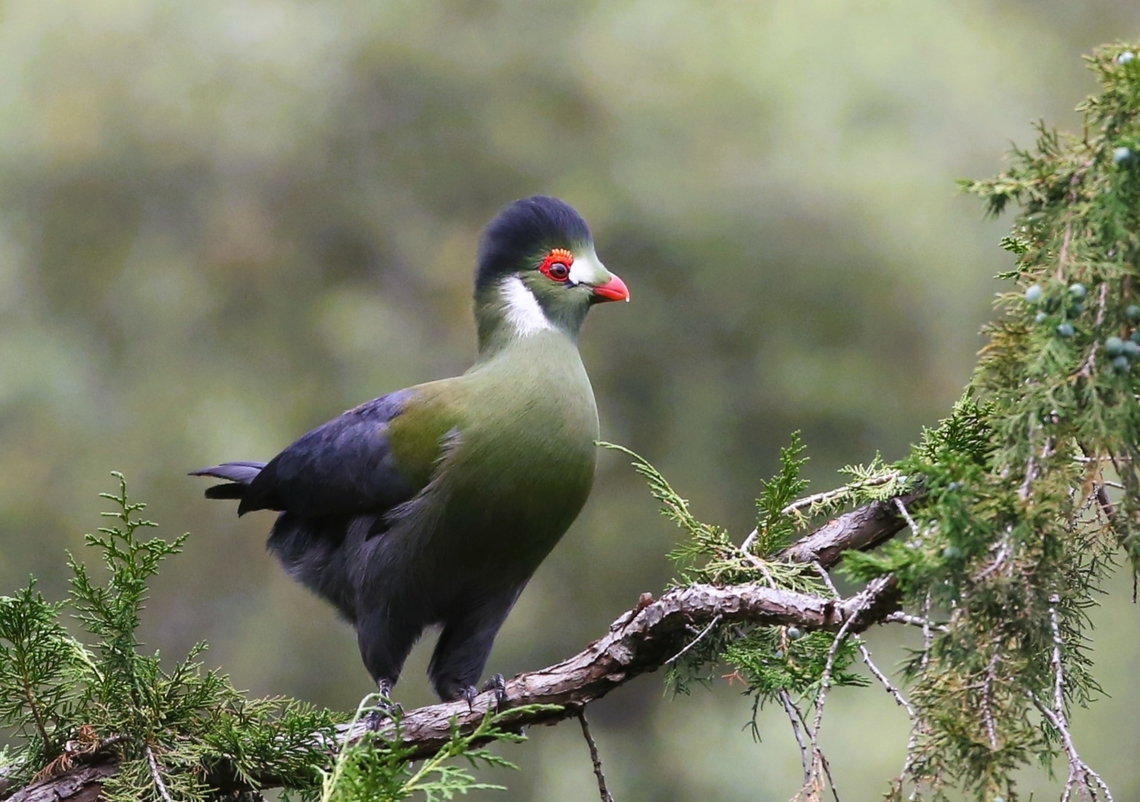 White-cheeked Turaco in Juniper tree Travelled to Ethiopia in hope of seeing Turacos and then found that we couldn't go to the planned areas where we stood a chance of seeing them.  However our guide came up trumps on a one day dash to Debre Libanos - Absolutely gorgeous bird!!  This is the nominate race, identified from "donaldsoni" which has its crest tipped with a dull crimson.  It is a near endemic with a very small range in SE Sudan. Amhara,Debre Libanos,Tauraco leucotis,White-cheeked Turaco