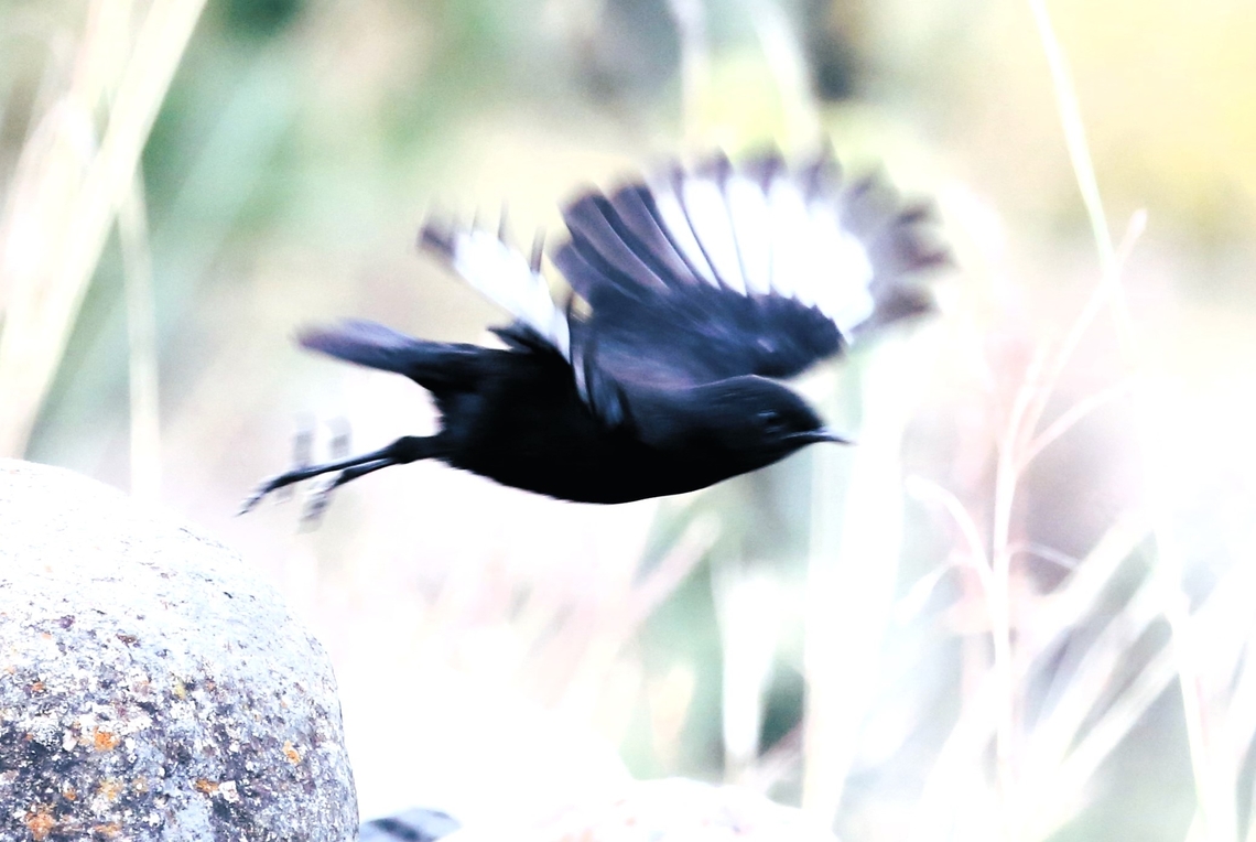 Ruppells Black-chat in flight Photo showing the permanent white wing patches that are invisible when the bird is not flying. Amhara,Debre Libanos,Ethio-German Hotel,Myrmecocichla melaena,Rüppells black chat