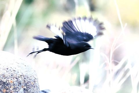 Ruppells Black-chat in flight Photo showing the permanent white wing patches that are invisible when the bird is not flying. Amhara,Debre Libanos,Ethio-German Hotel,Myrmecocichla melaena,R&uuml;ppells black chat