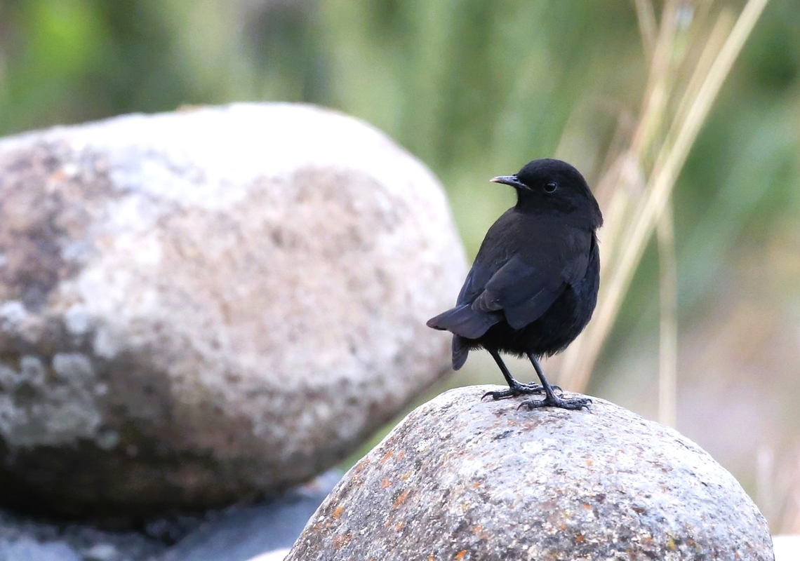 Ruppells Black-chat This is one of the white-winged chats - see photo below, although it is not by any stretch of the imagination a good photo.  This bird is endemic to Ethiopia &amp; Eritrea and has the white wing patch permanently but it is not visible when at rest.  These birds do not exhibit sexual dimorphism.  This bird was found just below the rim of the Rift Valley and is in typical country as they are generally seen in ravines, gorges or on cliffs, in any event on bare rock.  They are generally found between 1,800 and 2,800 metres. Amhara,Debre Libanos,Ethio-German Hotel,Myrmecocichla melaena,R&uuml;ppells black chat