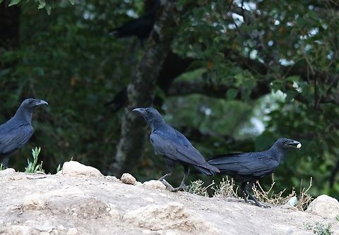 A Group of Fan-tailed Ravens On the Rift Valley escarpment near Debre Libanos. Amhara,Corvus rhipidurus,Debre Libanos,Fan-tailed raven