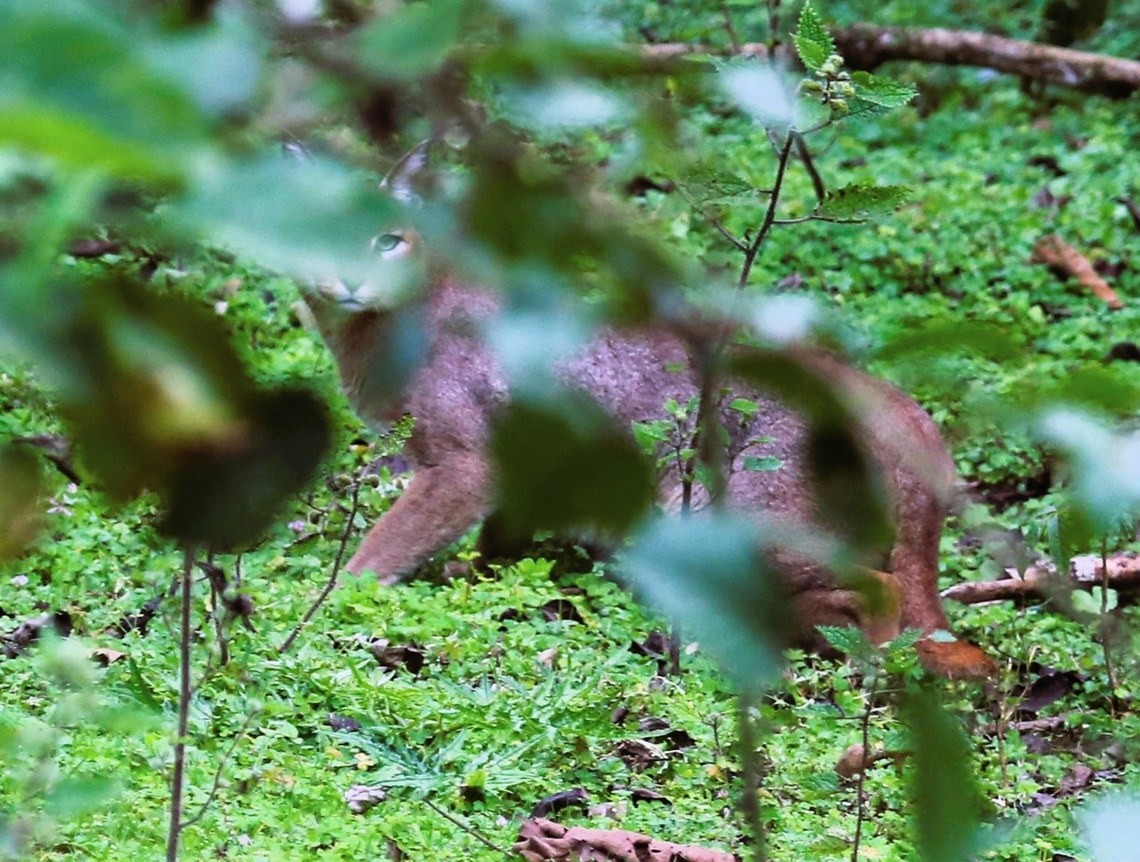 Caracal in Harenna Forest Didn't expect to see a Caracal here, amazing!  One shot, then it was gone.  What a wonderful forest.  We'd dropped down from the Bale Mountains through the cloud for 2-3 hours and we spotted this close by the roadside!!  So lucky. Caracal,Caracal caracal,Harenna Forest,Oromia