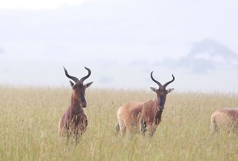 Swayne's Hartebeest This antelope is now endemic to Ethiopia, it was previously also living in Somalia but it is now extinct there.  This herd is in the Sankele Swayne's Hartebeest Sanctuary which was established in 1972 specifically as the name suggests to provide a sanctuary for Swayne's Hartebeest.  

Since then the Ethiopian (world) population has continued to fall.  There are currently approximately 500 animals in the sanctuary with up to another 1,000 animals in existence, in the Nechisar and Maze National Parks. Alcelaphus buselaphus swaynei,Oromia,Sankele Swayne's Hartebeest Sanctuary,Swayne's hartebeest
