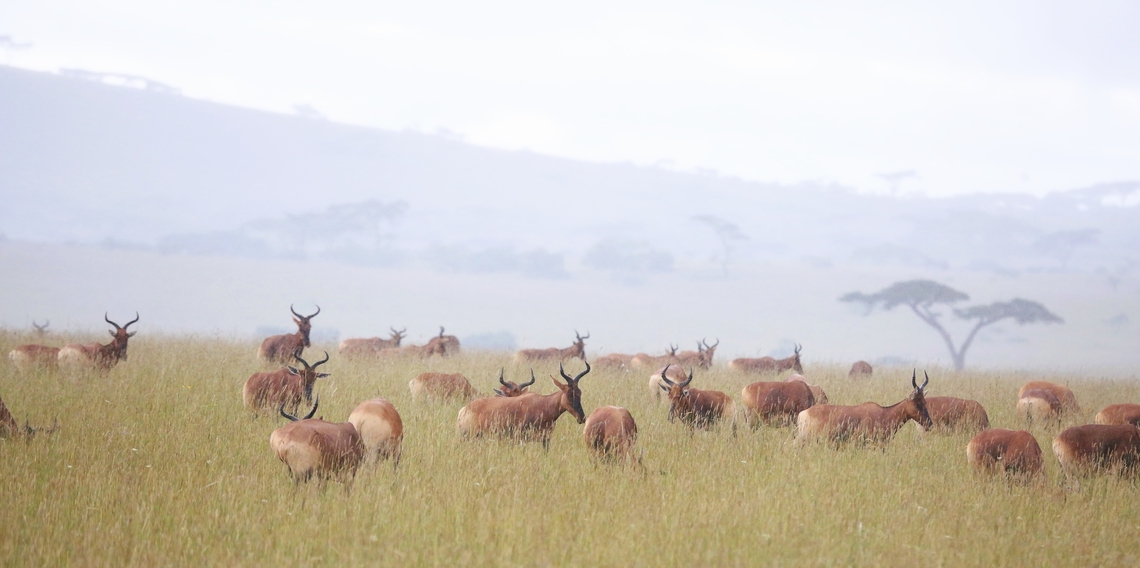 A Herd of Swayne's Hartebeest This antelope is now endemic to Ethiopia, it was previously also living in Somalia but it is now extinct there.  This herd is in the Sankele Swayne&#039;s Hartebeest Sanctuary which was established in 1972 specifically as the name suggests to provide a sanctuary for Swayne&#039;s Hartebeest.  <br />
<br />
Since then the Ethiopian (world) population has continued to fall.  There are currently approximately 500 animals in the sanctuary with up to another 1,000 animals in existence, in the Nechisar and Maze National Parks. Alcelaphus buselaphus swaynei,Oromia,Sankele Swayne's Hartebeest Sanctuary,Swayne's hartebeest