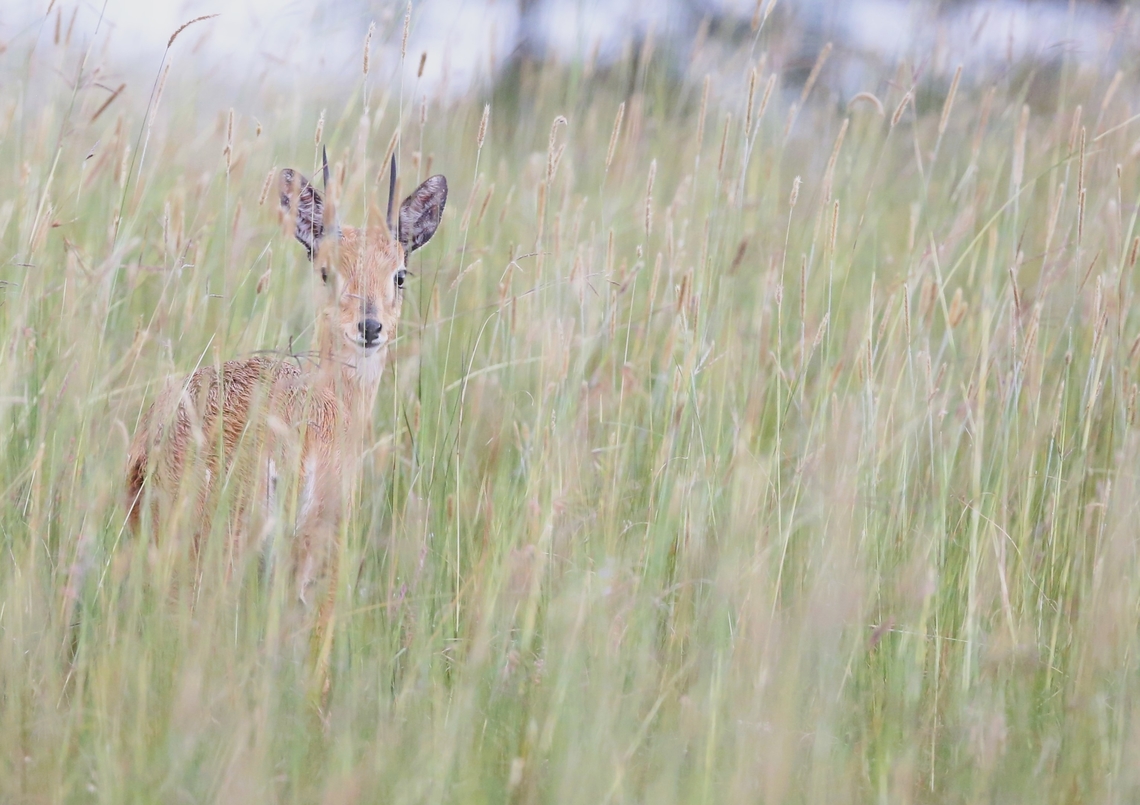 Oribi There are 8 sub-species of Oribi.  2 of these inhabit Ethiopia. To the west alongside the Sudanese border is the sub-species &quot;montana&quot; whilst in central Ethiopia as at Sankele the sub-species shown in this photograph is &quot;gallarum&quot; Oribi,Oromia,Ourebia ourebi,Sankele Swayne's Hartebeest Sanctuary