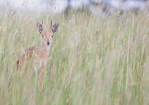 Oribi There are 8 sub-species of Oribi.  2 of these inhabit Ethiopia. To the west alongside the Sudanese border is the sub-species "montana" whilst in central Ethiopia as at Sankele the sub-species shown in this photograph is "gallarum" Oribi,Oromia,Ourebia ourebi,Sankele Swayne's Hartebeest Sanctuary