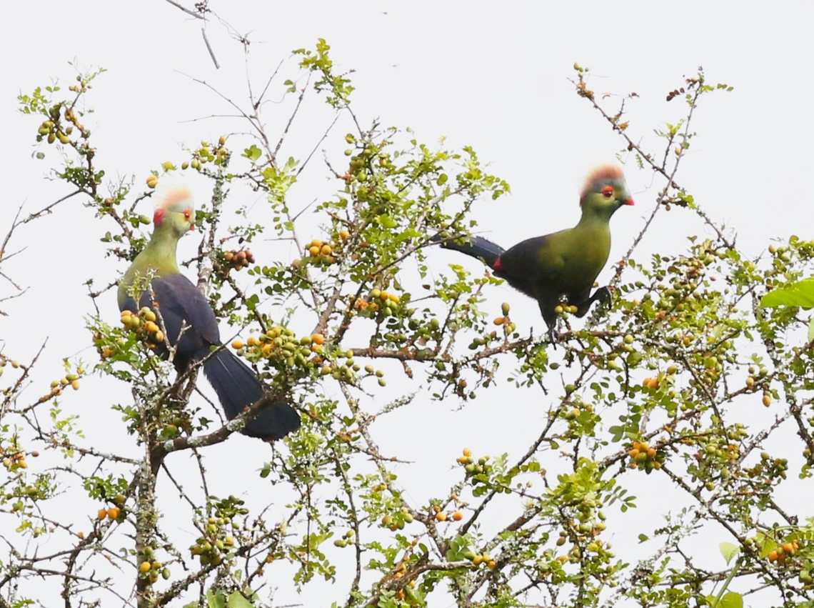 2 Prince Ruspoli's Turacos on an olive tree Eugenio Ruspoli was an Italian explorer who in 1892/93 first discovered this bird whilst on his 2nd expedition to Africa.  Later in the expedition in 1893 he was trampled to death in the Somalia by an elephant.  He had not, according to records treated the Ethiopian native peoples well so his passing was not mourned by them.  His personal belongings and accompaniments were sent back home to Italy and in 1896 an ornithologist, Tommaso Salvadori, named this Turaco after him.  However as the Prince had made no notes about where or when he&rsquo;d shot the bird it was not until the 1940&rsquo;s that another bird was seen, to the north of Yabello. <br />
Another 30 years passed until the heart of the Turaco&rsquo;s range was discovered to be by the Genale River.  Today there are 4 relatively small areas where the Turaco may be found, 3 of them were out of bounds to us with the rise of the Oromo Liberation Army and the Oromo Liberation Front but fortunately we had a great guide.  To date not a lot is known about the birds&#039; nesting or breeding.  Still secretive!  Magic!    This Turaco according to what I&#039;ve read (+ close relatives)  is the only bird that can create green pigment for its feathers.  This is called Turacoverdin and is synthesised from the bird&#039;s copper rich diet of fruits.  The young are fairly plain.  Additionally the Turaco can also make a red pigment Turacin as seen on its wing feathers below.  Fabulous bird!! Arero,Menelikornis ruspolii,Oromia,Ruspolis turaco