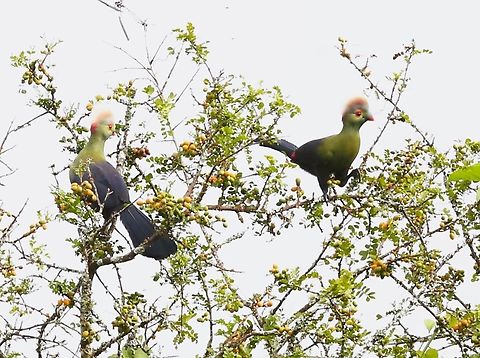 2 Prince Ruspoli's Turacos on an olive tree Eugenio Ruspoli was an Italian explorer who in 1892/93 first discovered this bird whilst on his 2nd expedition to Africa.  Later in the expedition in 1893 he was trampled to death in the Somalia by an elephant.  He had not, according to records treated the Ethiopian native peoples well so his passing was not mourned by them.  His personal belongings and accompaniments were sent back home to Italy and in 1896 an ornithologist, Tommaso Salvadori, named this Turaco after him.  However as the Prince had made no notes about where or when he’d shot the bird it was not until the 1940’s that another bird was seen, to the north of Yabello. 
Another 30 years passed until the heart of the Turaco’s range was discovered to be by the Genale River.  Today there are 4 relatively small areas where the Turaco may be found, 3 of them were out of bounds to us with the rise of the Oromo Liberation Army and the Oromo Liberation Front but fortunately we had a great guide.  To date not a lot is known about the birds' nesting or breeding.  Still secretive!  Magic!    This Turaco according to what I've read (+ close relatives)  is the only bird that can create green pigment for its feathers.  This is called Turacoverdin and is synthesised from the bird's copper rich diet of fruits.  The young are fairly plain.  Additionally the Turaco can also make a red pigment Turacin as seen on its wing feathers below.  Fabulous bird!! Arero,Menelikornis ruspolii,Oromia,Ruspolis turaco
