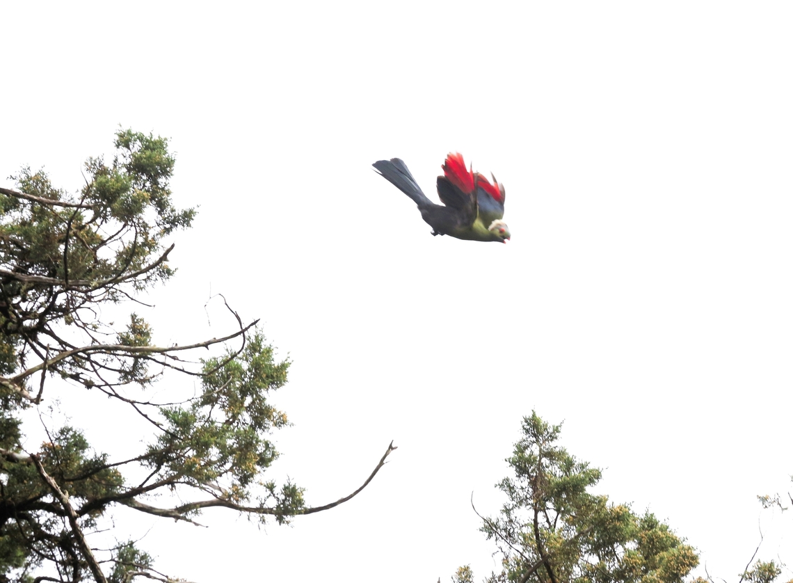 Prince Ruspoli's Turaco in flight from Juniper tree Prince Ruspoli&#039;s Turaco in flight Arero,Menelikornis ruspolii,Oromia,Ruspolis turaco