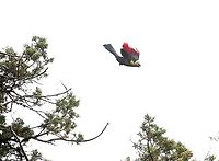 Prince Ruspoli's Turaco in flight from Juniper tree Prince Ruspoli's Turaco in flight Arero,Menelikornis ruspolii,Oromia,Ruspolis turaco