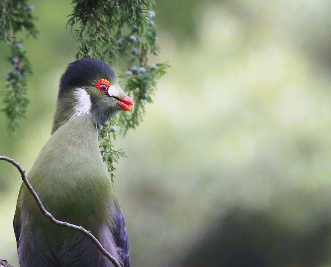 Close-up of White-cheeked Turaco in Juniper tree Close-up of of face detail. Amhara,Debre Libanos,Tauraco leucotis,Thrift-leaved Triggerplant,White-cheeked Turaco