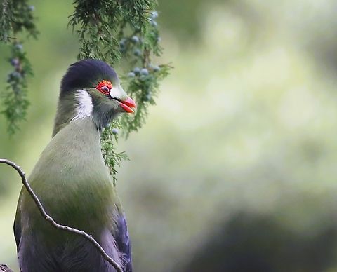 Close-up of White-cheeked Turaco in Juniper tree Close-up of of face detail. Amhara,Debre Libanos,Tauraco leucotis,Thrift-leaved Triggerplant,White-cheeked Turaco