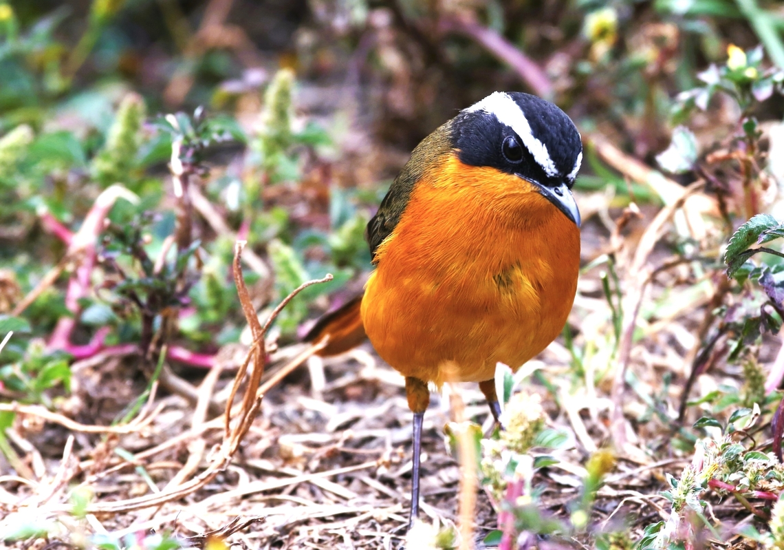 R&uuml;ppell's Robin-chat This striking Robin-chat was seen reasonably often in Ethiopia, about every 3rd day!!  Here atop the Rift Valley escarpment. Amhara,Cossypha semirufa,Debre Libanos,Rift Valley,R&uuml;ppell's robin-chat
