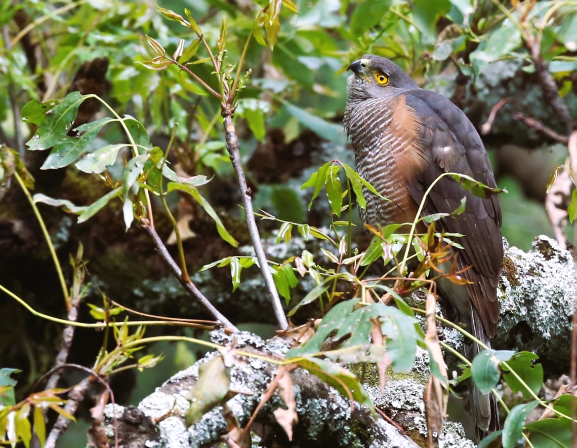 Rufous-breasted Sparrowhawk Found just above the monastery at Debre Libanos, the only time we saw this species, striking colours. Accipiter rufiventris,Debre Libanos,Oromia,Rift Valley,Rufous-breasted sparrowhawk