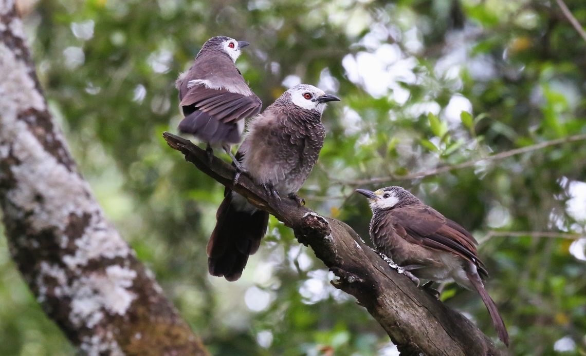 White-rumped Babblers Excellent social birds.  Here in the forest above Debre Libanos.  There were about 8 or 10 flitting about.  The adults have the distinctive golden or orange eyes. Debre Libanos,Oromia,Rift Valley,Turdoides leucopygia,White-rumped babbler