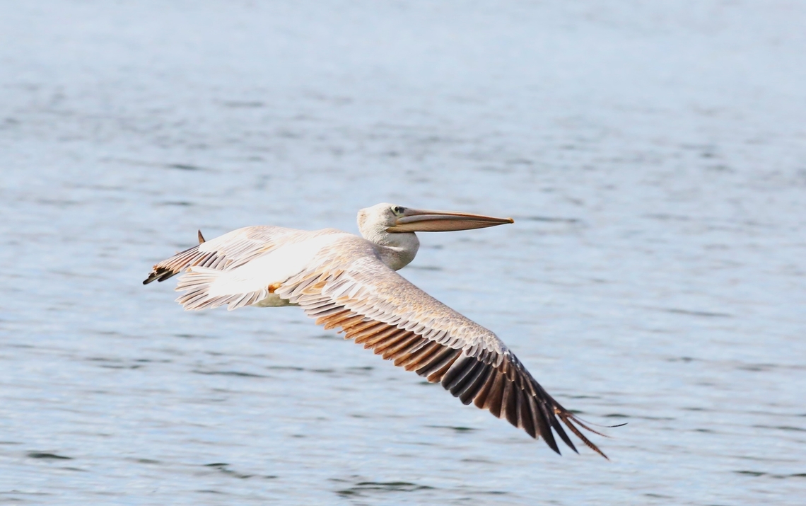 Pink-backed Pelican flying over Lake Hora Arsedi Flying over one of the crater lakes at Bishoftu Bishoftu,Lake Hora Arsedi,Oromia,Pelecanus rufescens,Pink-backed Pelican,Rift Valley