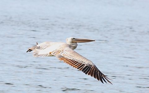 Pink-backed Pelican flying over Lake Hora Arsedi Flying over one of the crater lakes at Bishoftu Bishoftu,Lake Hora Arsedi,Oromia,Pelecanus rufescens,Pink-backed Pelican,Rift Valley