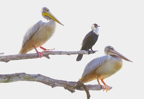 Pink-backed Pelicans and a Great Cormorant On the edge of one of the crater lakes at Bishoftu in the Rift Valley. Bishoftu,Great Cormorant,Lake Hora Arsedi,Oromia,Pelecanus rufescens,Phalacrocorax carbo,Pink-backed Pelican,Rift Valley