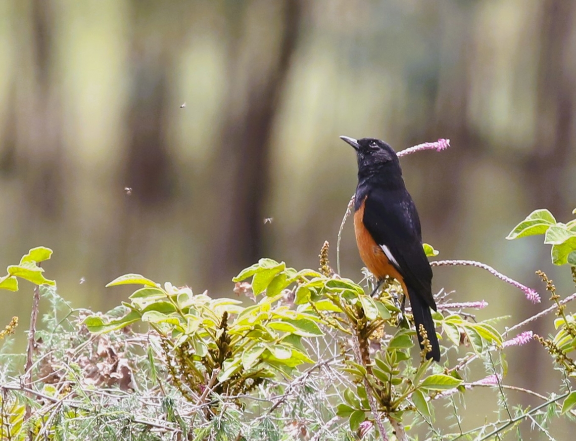 White-winged Cliff-chat A very beautiful chat, this is another of the Ethiopian/Eritrean endemics.  Note the biting insects. Debre Libanos,Monticola semirufus,Oromia,Rift Valley,White-winged cliff chat
