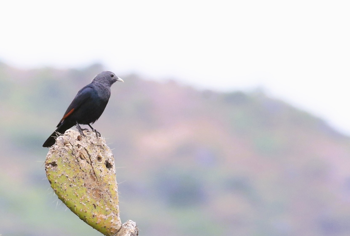 White-billed Starling This distinctive starling is endemic to Ethiopia/Eritrea Debre Libanos,Onychognathus albirostris,Oromia,Rift Valley,White-billed starling
