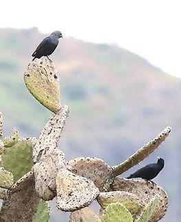 White-billed Starlings - Male atop the cactus with a female below A pair of White-billed Starlings on a prickly pear cactus on the edge of the Rift Valley. Debre Libanos,Onychognathus albirostris,Oromia,Rift Valley,White-billed starling