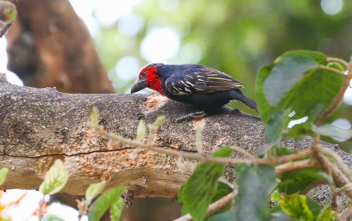 Black-billed Barbet Another striking barbet from Ethiopia.  Here alongside Kiroftu Lake in a magnificent fig tree, where it was probing the tree for grubs.  The flight feathers are edged with light yellow. Bishoftu,Black-billed barbet,Kiroftu Lake,Lybius guifsobalito,Oromia,Rift Valley
