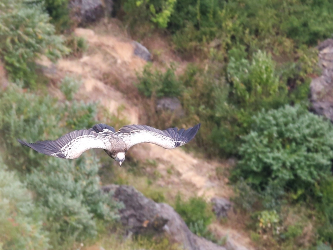 Ruppell's Griffon Cruising (too far away really) Debre Libanos,Gyps rueppelli,Rift Valley,Rüppell's vulture