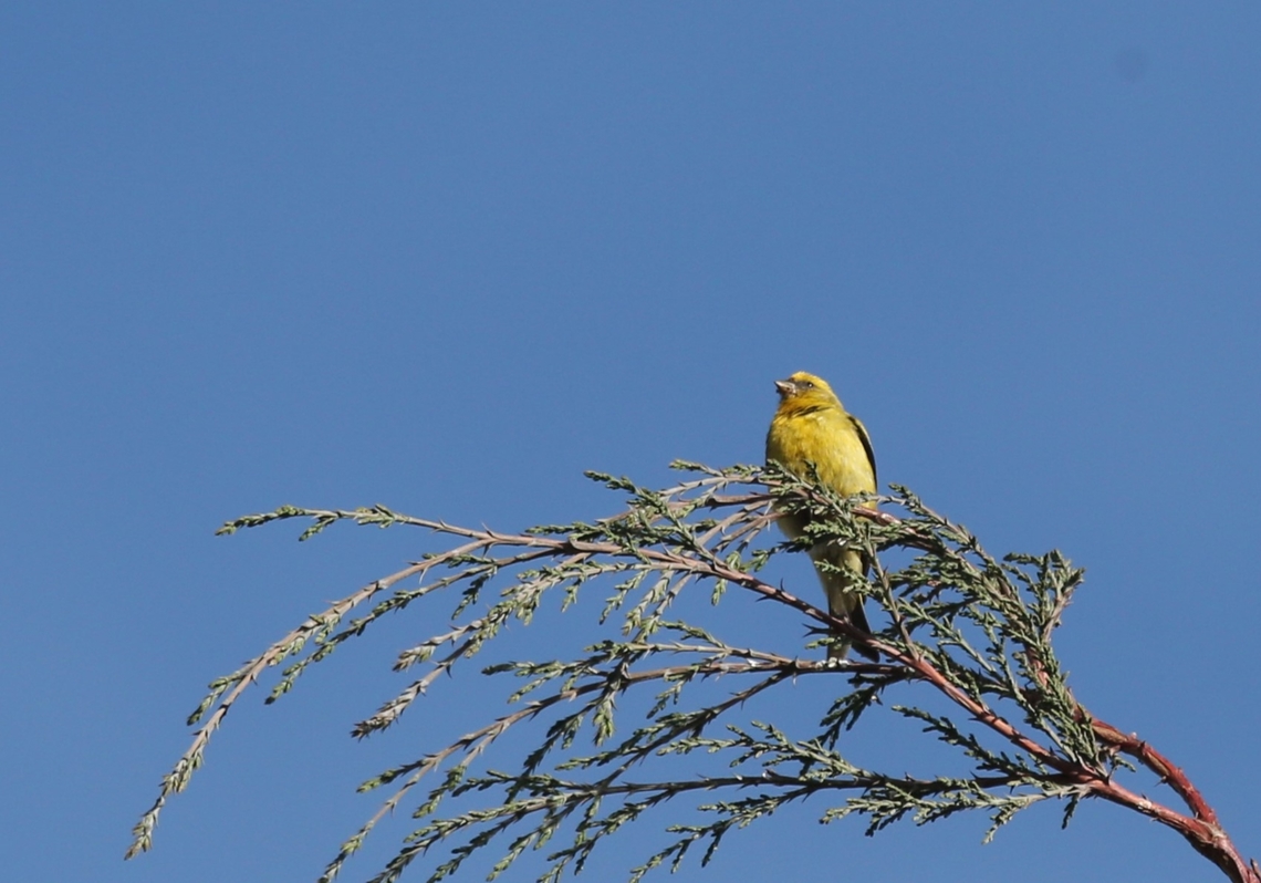 Yellow-crowned Canary Unfortunately we only saw this one yellow-crowned canary. Amhara,Mount Entoto,Serinus flavivertex,Yellow-crowned canary