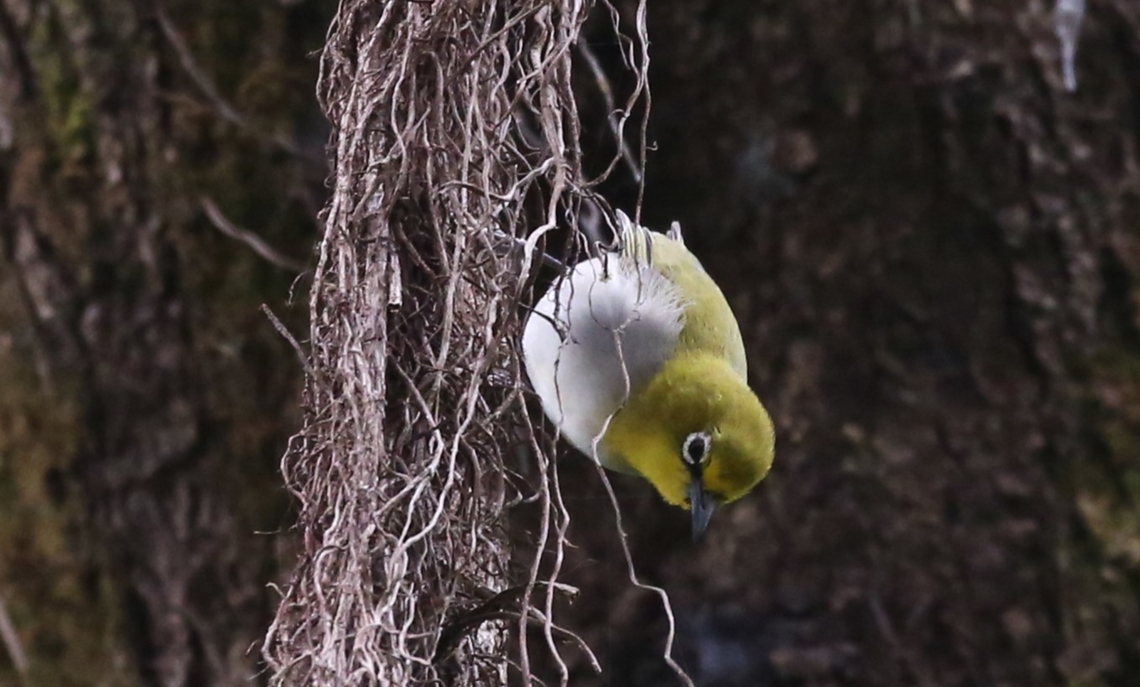 Heuglins White-eye Seen above the monastery at Debre Libanos Debre Libanos,Heuglin's white-eye,Oromia,Rift Valley,Zosterops poliogastrus