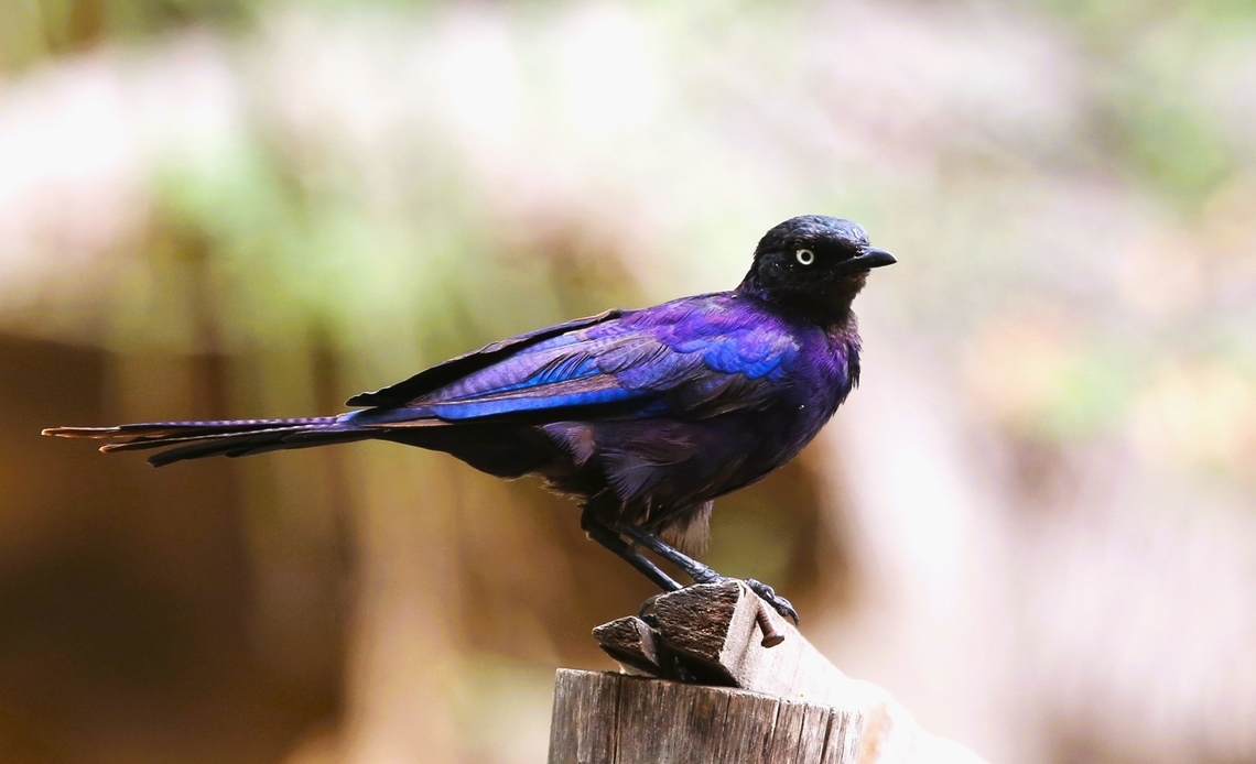 Rüppell's Starling Stunning starling, amongst many others, amazing barring on the feathers.  Doho Lodge is amazing!!  Doho Lodge,Lamprotornis purpuroptera,Oromia,Rüppells Starling