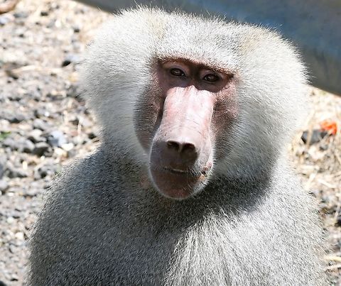 Hamadryas Baboon demonstrating why the eyes are described as the "Windows of the Soul" When we arrived at the Awash National Park entrance, we were told by the soldiers that it was closed because of the current unrest in Oromia.  We had been warned previously that this may be the case.  Just past the entrance on the road we saw a dozen or so of these impressive baboons.  Amazing gazing into his eyes!! Awash National Park,Hamadryas baboon,Oromia,Papio hamadryas