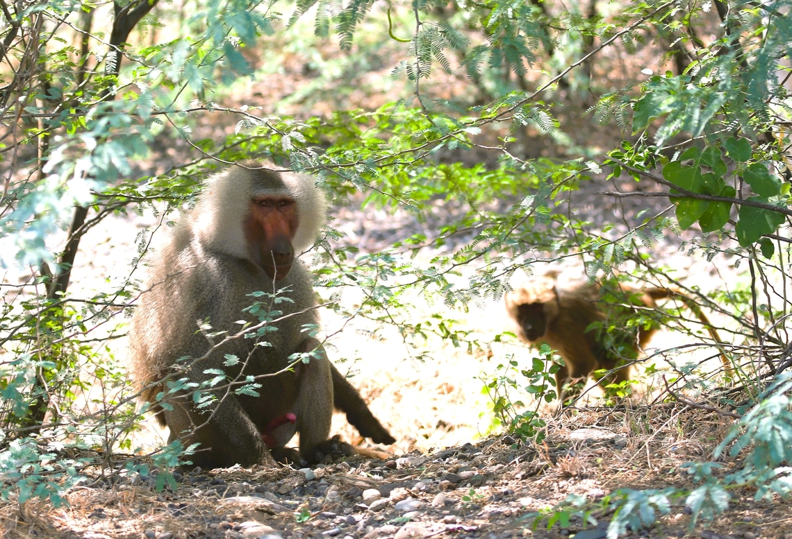 Hamadryas Baboons We saw these en route to Doho Lodge from Awash National Park which was closed to visitors. Doho Lodge,Hamadryas baboon,Oromia,Papio hamadryas