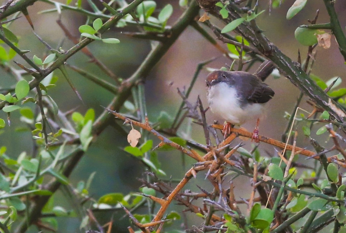 Red-fronted Prinia We only, very briefly, saw this one long-tailed, slim, distinctive prinia (the red forehead, is I think the give-away).  A little beauty. Doho Lodge,Oromia,Prinia rufifrons,Red-fronted prinia