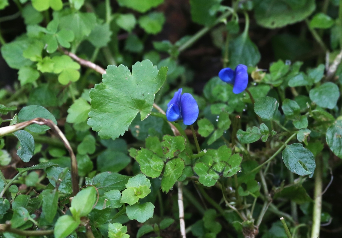 Parochetus africanus This small blue flowered plant found on a roadside just south of Dira.  Wikipedia wants to make this Parochetus communis ssp. africanus but both Inaturalist &amp; Kew show this as a distinct species with a limited and distinctive known distribution.<br />
<br />
<a href="https://www.inaturalist.org/taxa/855850-Parochetus-africanus" rel="nofollow">https://www.inaturalist.org/taxa/855850-Parochetus-africanus</a><br />
<br />
<a href="https://plants.jstor.org/compilation/parochetus.africanus" rel="nofollow">https://plants.jstor.org/compilation/parochetus.africanus</a> Dira,Harenna Forest,Oromia,Parochetus africanus,Parochetus communis