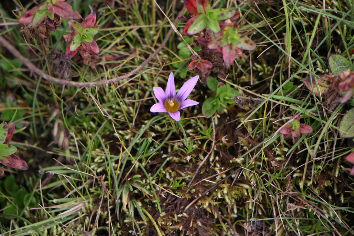 Romulea fischeri This beautiful low growing flower found on the edge of the Harenna Escapment/Sanetti Plain at approximately 3,800 metres asl. Harenna Escarpment,Oromia,Romulea fischeri,Sanetti Plain