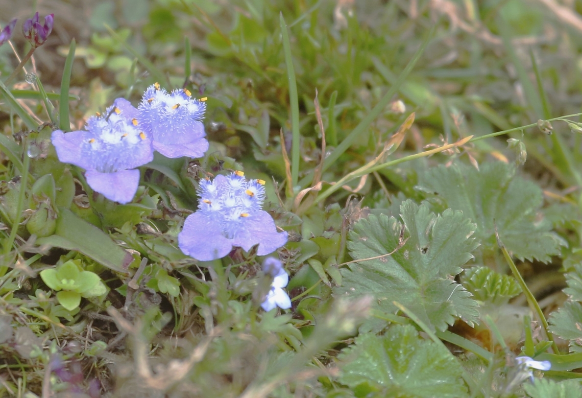 Cyanotis polyrhizza This beautiful little flower found on the roadside just south of Dira as we dropped into the Harenna Forest Cyanotis polyrhizza,Cyanotis polyrrhiza,Dira,Harenna Forest,Oromia