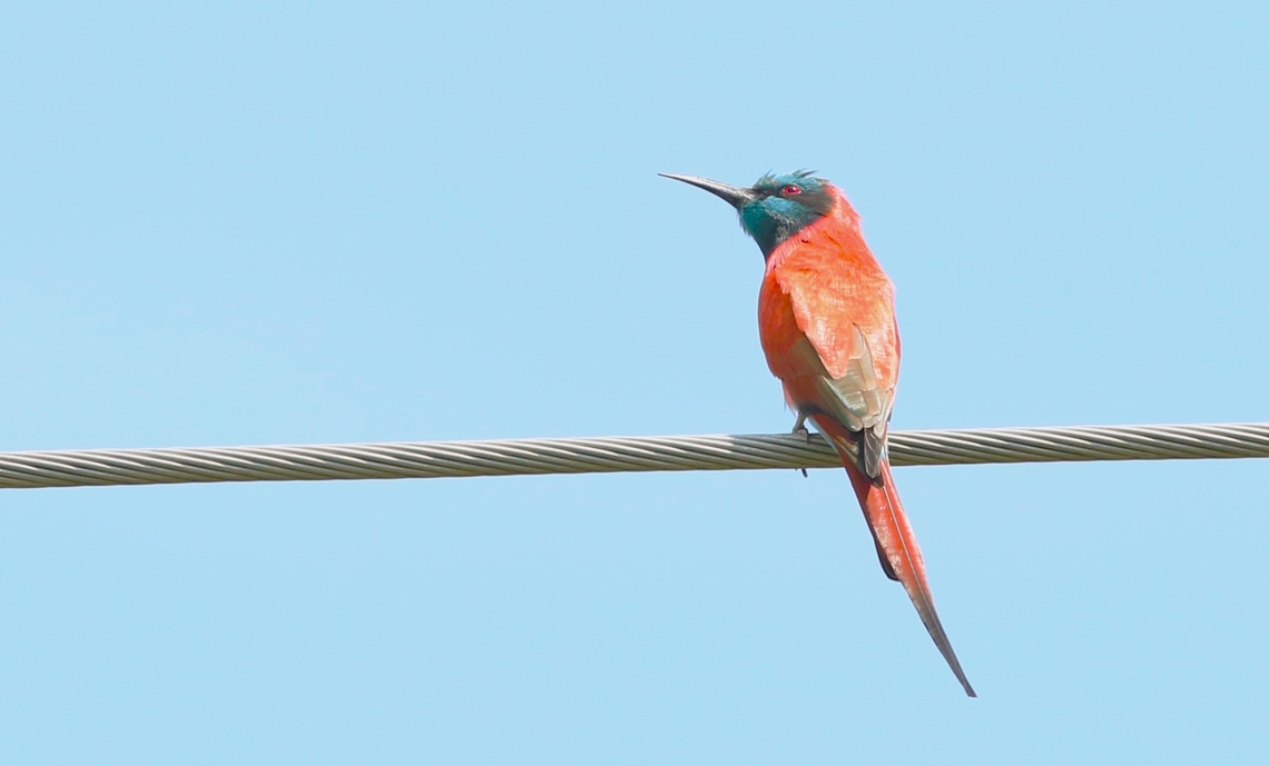 Northern Carmine Bee-eater En route to the Awash National Park Lake Basaka,Merops nubicus,Northern Carmine Bee-eater,Oromia