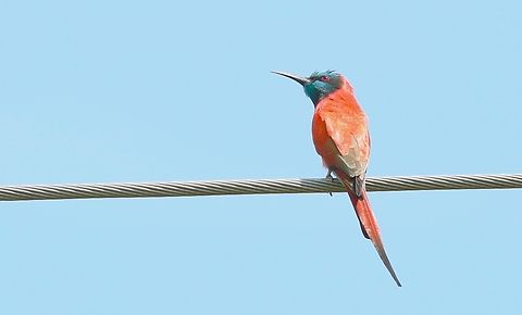 Northern Carmine Bee-eater En route to the Awash National Park Lake Basaka,Merops nubicus,Northern Carmine Bee-eater,Oromia
