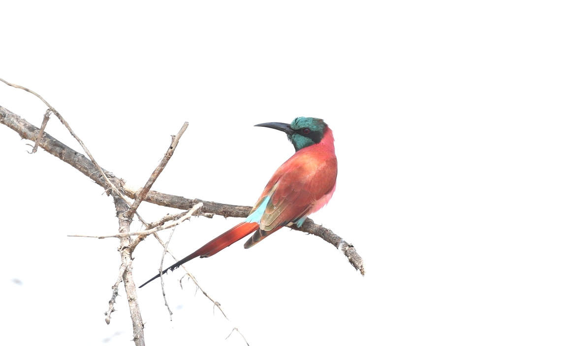 Northern Carmine Bee-eater Went to the Aledeghi Plains as we were prevented from entering the Awash National Park due to the military situation Afar,Aledeghi Plains,Merops nubicus,Northern Carmine Bee-eater