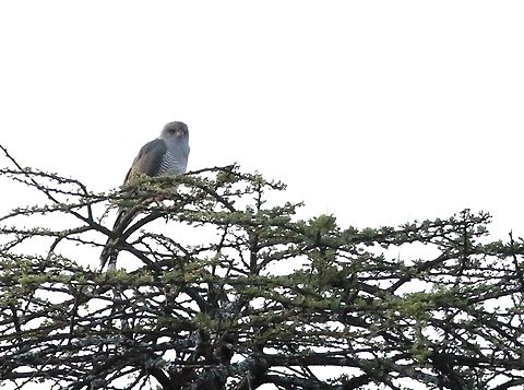 Little Sparrowhawk Seen at Harra Lodge at the southern end of Lake Langano Accipiter minullus,Harra Lodge,Lake Langano,Little sparrowhawk,Oromia