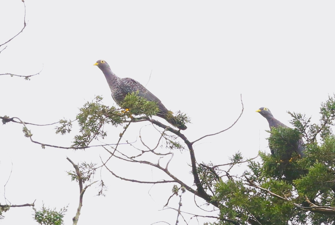 African Olive Pigeon or Rameron Pigeon Seen in a juniper tree in the small Arero Forest area, the most southerly high forest in Ethiopia, whilst looking for Prince Ruspoli&#039;s Turaco.   African olive pigeon,Arero Forest,Columba arquatrix,Juniperus procera,Oromia
