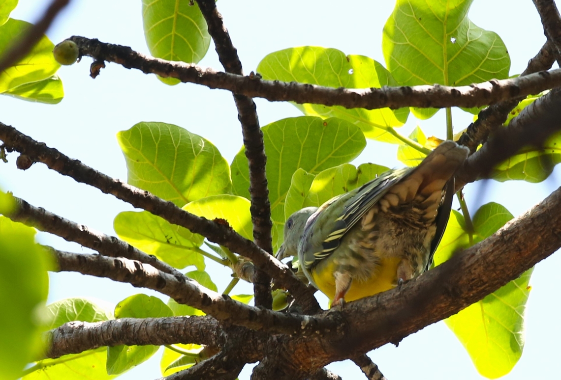 Bruce's Green Pigeon seen from below &quot;En route&quot; to Harra Lodge, Lake Langano Bruce's green pigeon,Lake Langano,Oromia,Treron waalia