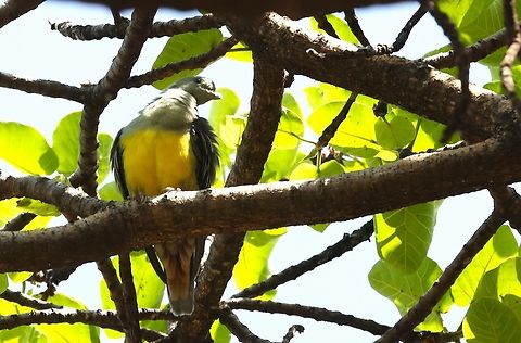 Bruce's Green Pigeon Whilst heading from Sabana Lodge to Harra Lodge on Lake Langano, spotted this beauty in a fig tree Bruce's green pigeon,Lake Langano,Oromia,Treron waalia