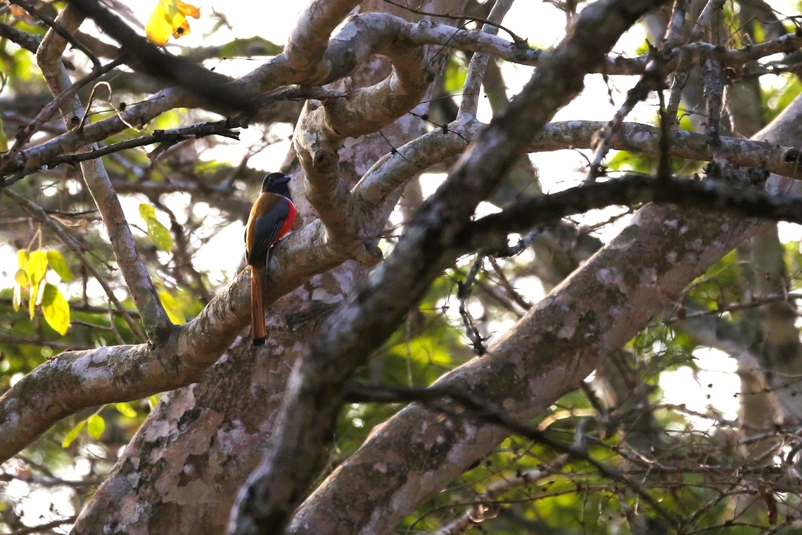 Malabar Trogon - male Very fortunate to see both a male and a female of these gorgeous trogons, albeit fleetingly, and against the light. Harpactes fasciatus,Nagarahole National Park,Nilgiri Biosphere Reserve,Rajiv Gandhi National Park,karnataka,malabar trogon
