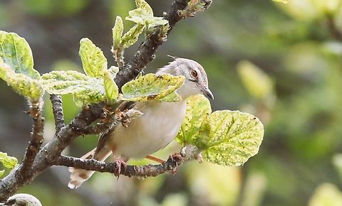 Tawny-Flanked Prinia In woodland alongside the lake Bishopftu,Lake Chelelaka,Oromia,Prinia subflava,Rift Valley,Tawny-flanked prinia
